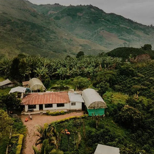 El Buho Sugarcane (EA) Decaf, Colombia