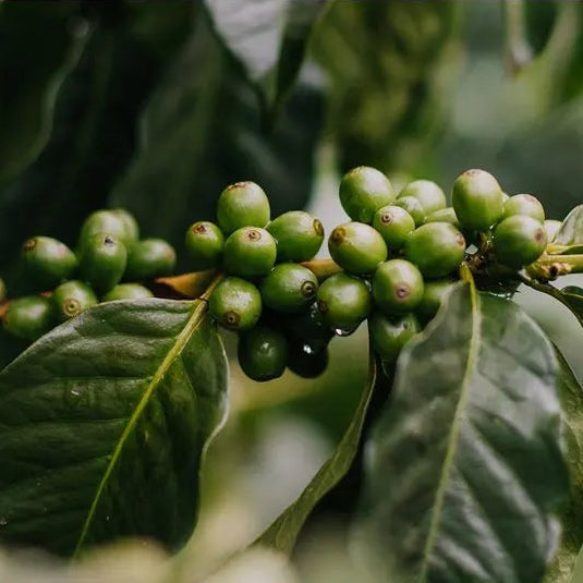 El Buho Sugarcane (EA) Decaf, Colombia