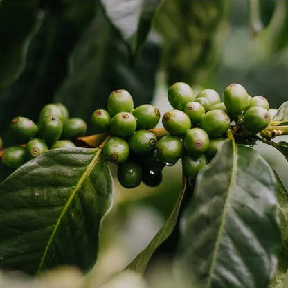 El Buho Sugarcane (EA) Decaf, Colombia