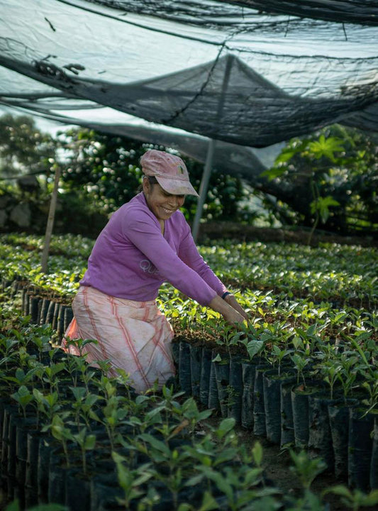 Finca Guadelupe Zaju, Mexico