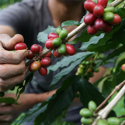 Finca Guadelupe Zaju, Mexico