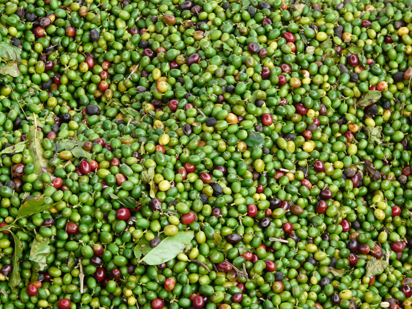 Finca La Loma, Colombia