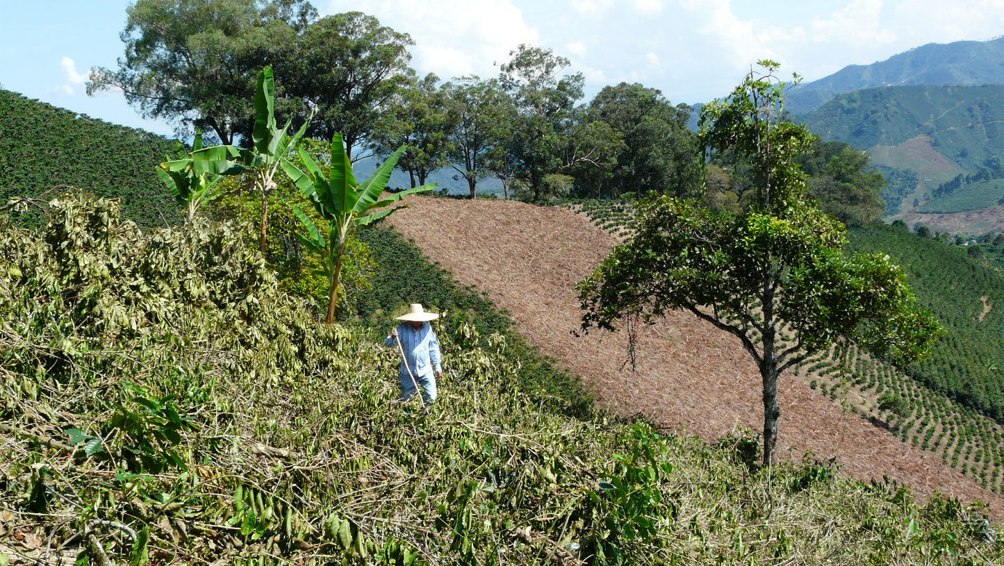 Finca La Loma, Colombia