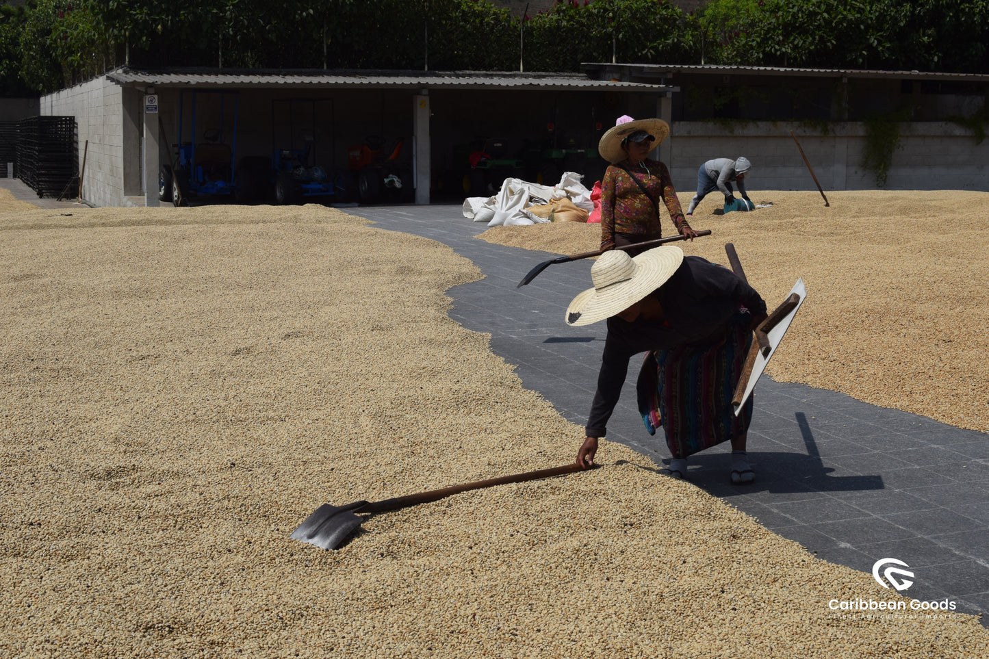 Finca Medina, Guatemala
