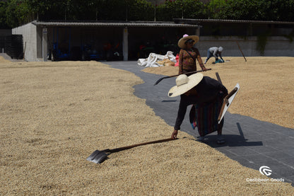 Finca Medina, Guatemala