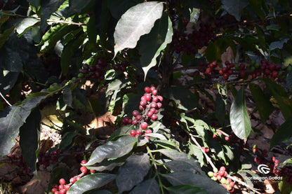 Finca Medina, Guatemala